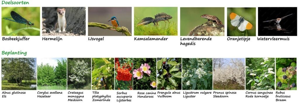 doelsoorten kerzelse beek.
